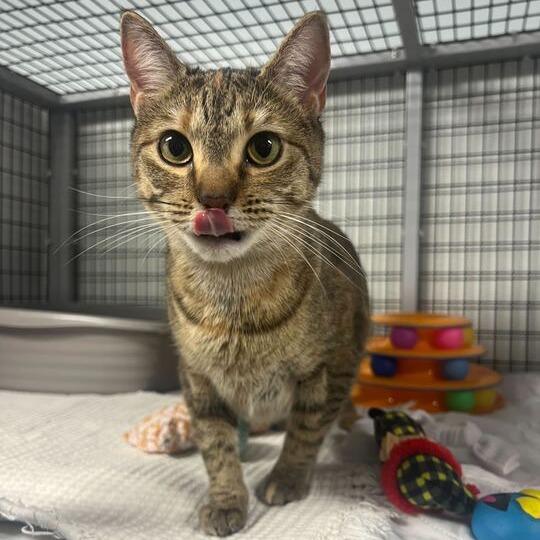 Enlarge Bacon Bit, a Adoptable Domestic Short Hair in Waynesville, NC image 3/4