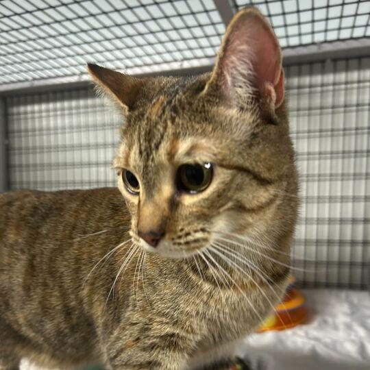 Enlarge Bacon Bit, a Adoptable Domestic Short Hair in Waynesville, NC image 4/4