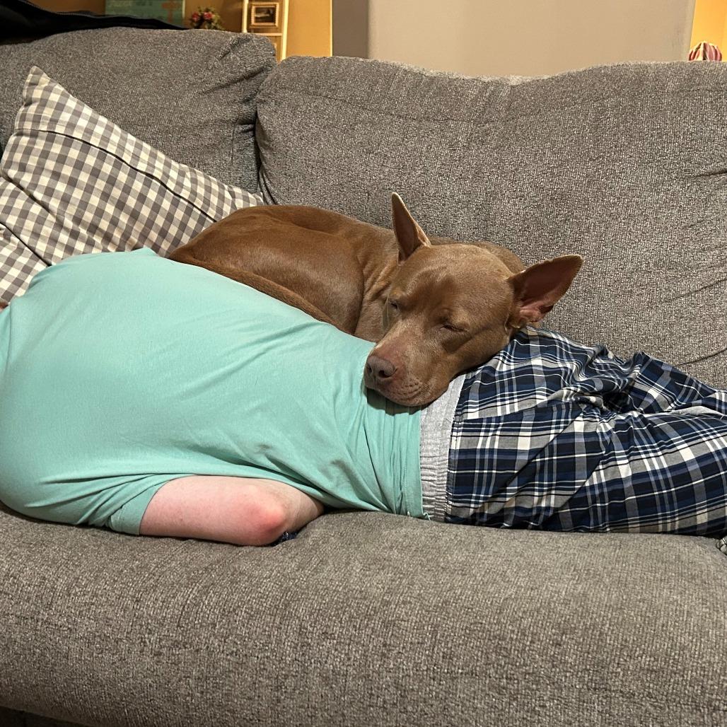 MATILDA-30259, Adoptable, Young Female Cattle Dog & Mixed Breed.