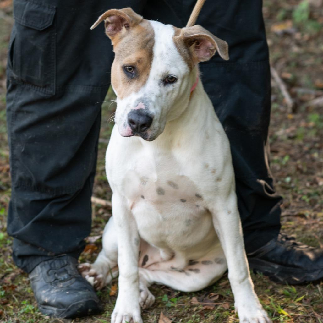 Enlarge MATILDA-30259, a Adoptable mixed breed in Bartlett, TN image 1/2