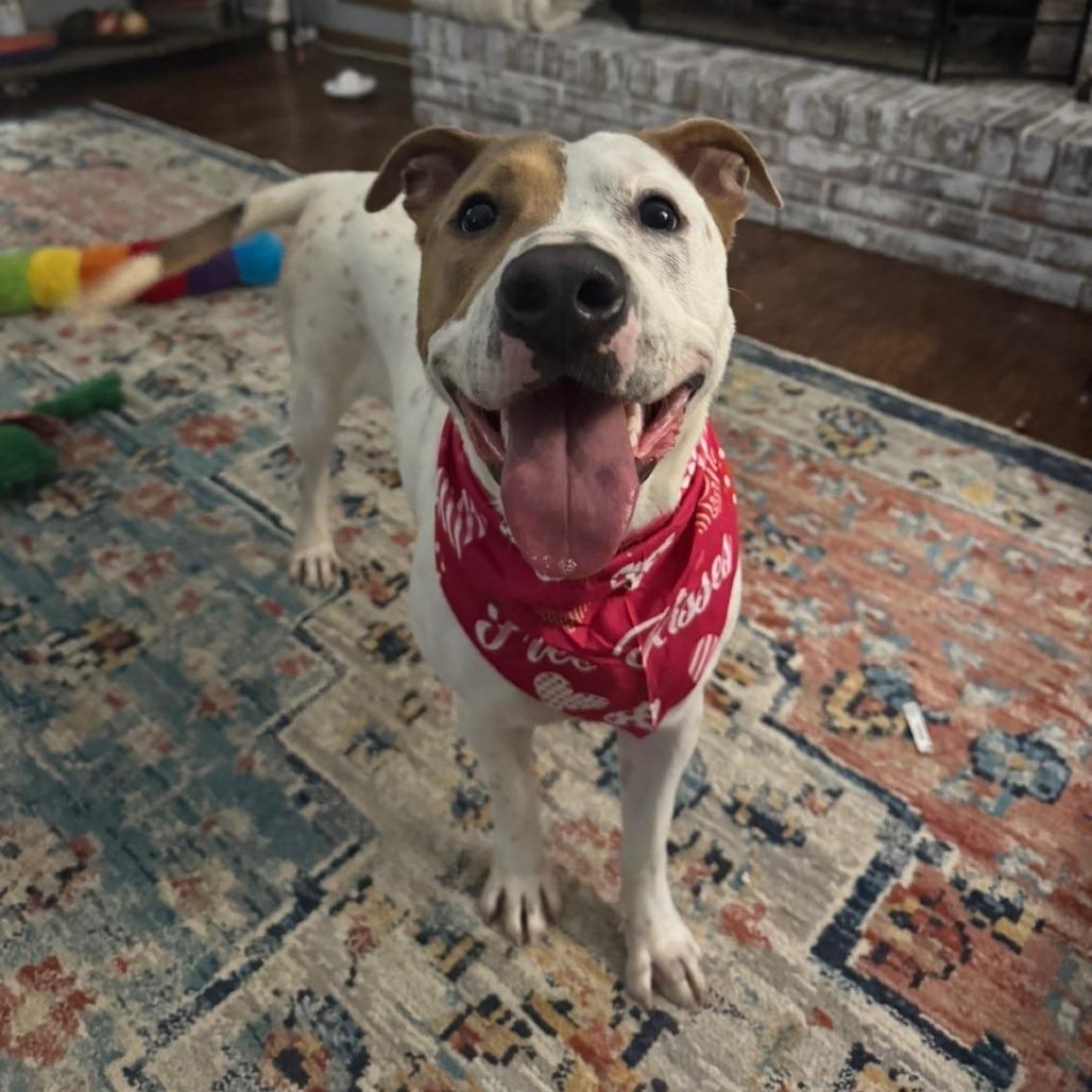 MATILDA-30259, a Adoptable mixed breed in Bartlett, TN image 3/4