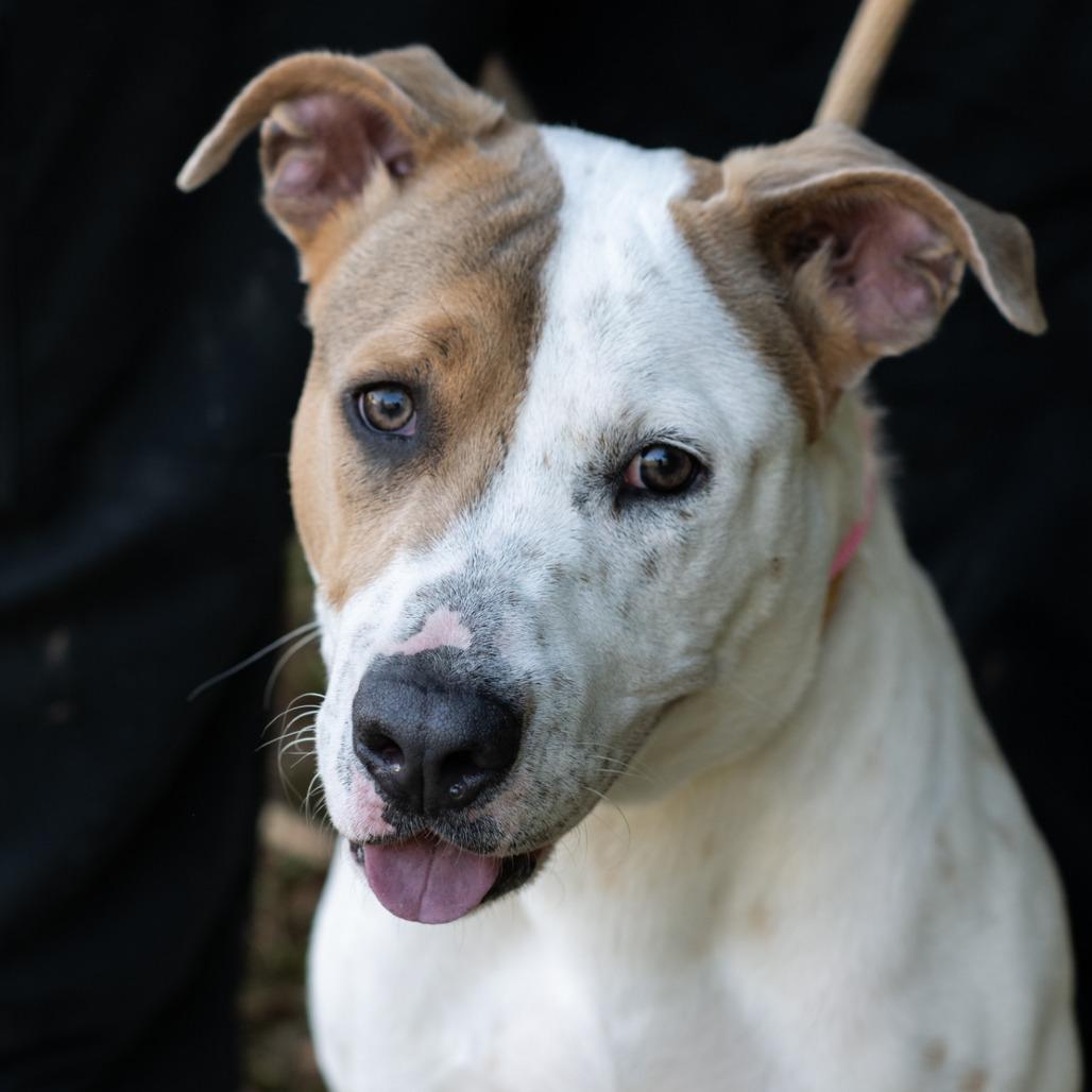 Enlarge MATILDA-30259, a Adoptable mixed breed in Bartlett, TN image 2/2