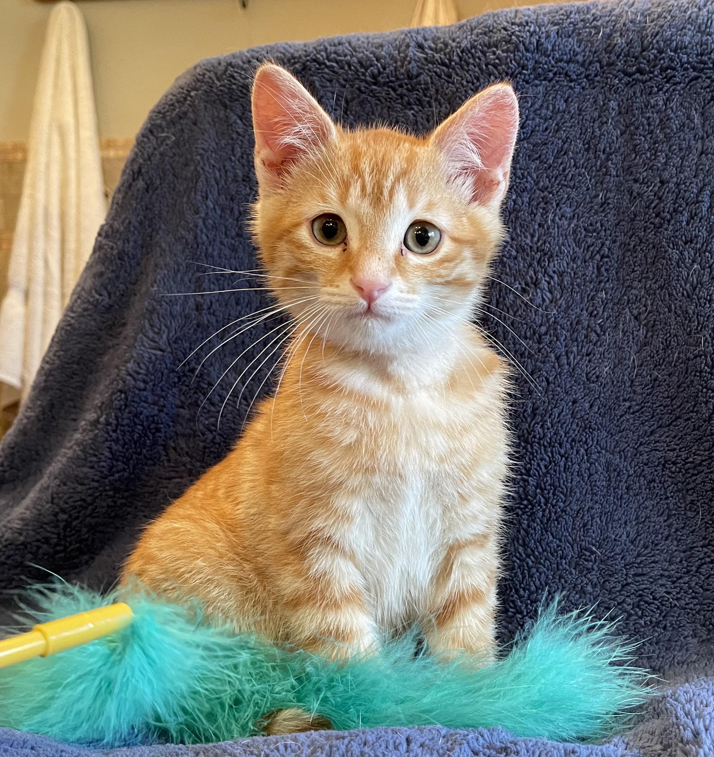 Diego, a Adopted Domestic Short Hair in Sedona, AZ image 3/4