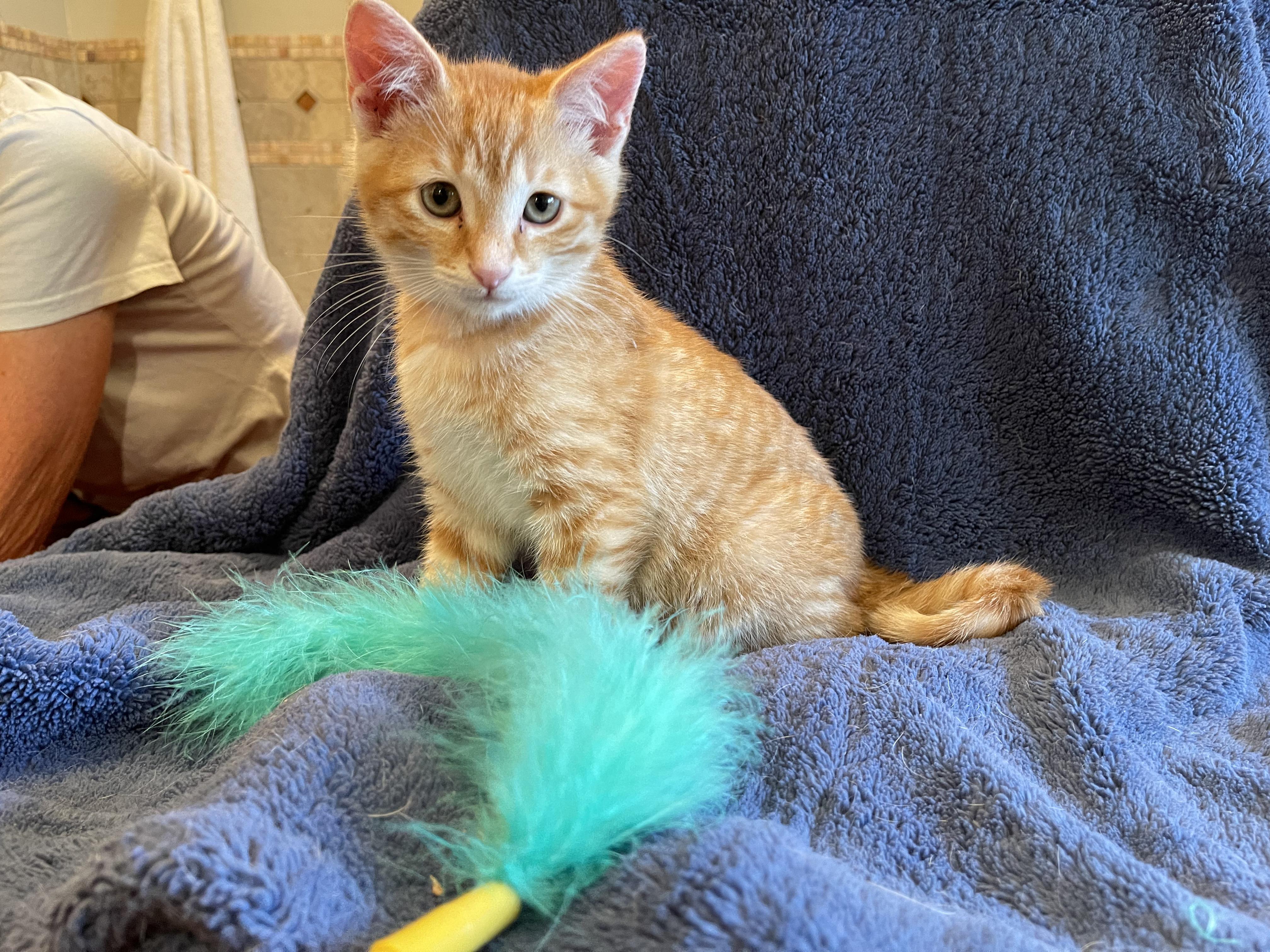 Diego, a Adopted Domestic Short Hair in Sedona, AZ image 1/4
