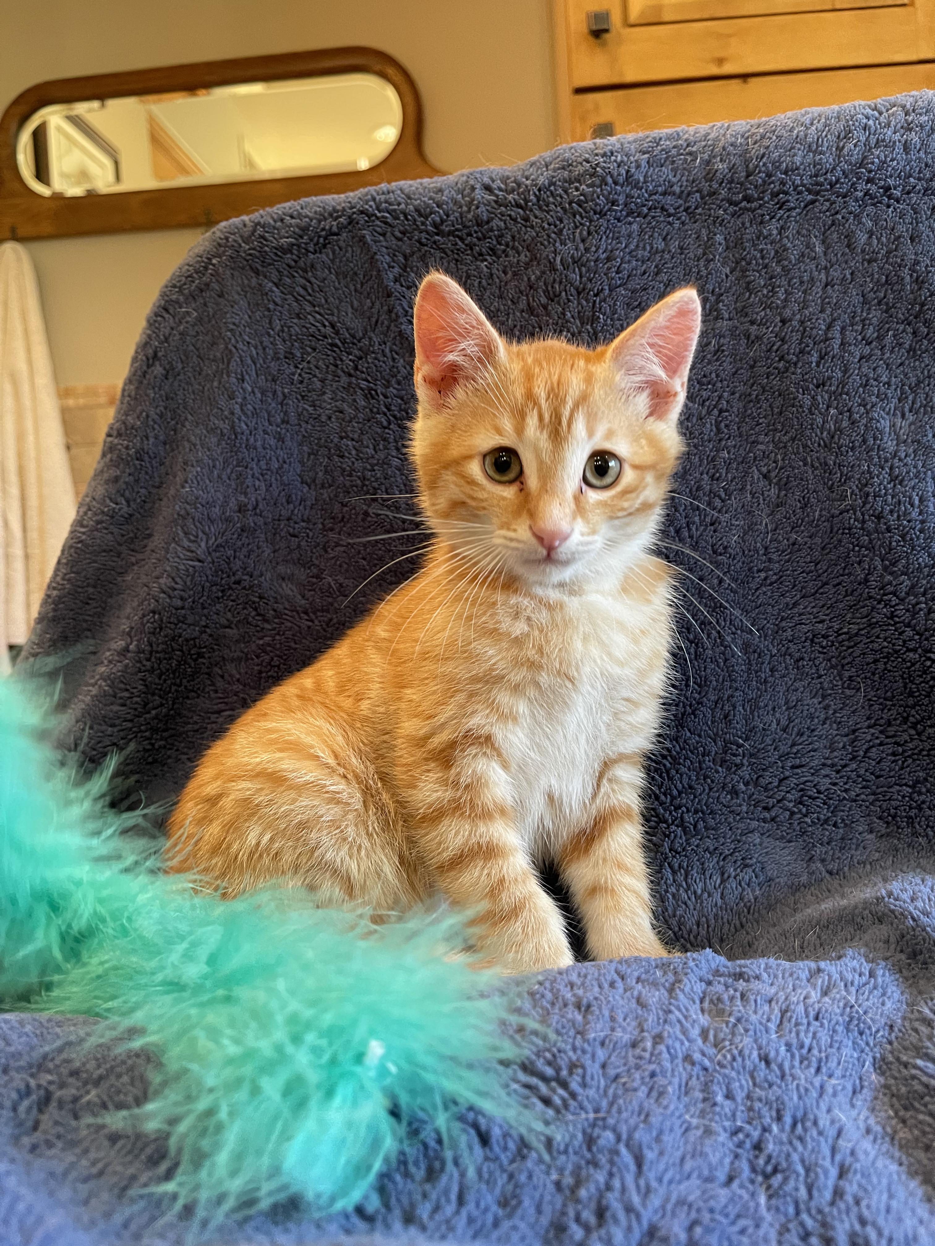 Diego, a Adopted Domestic Short Hair in Sedona, AZ image 2/4