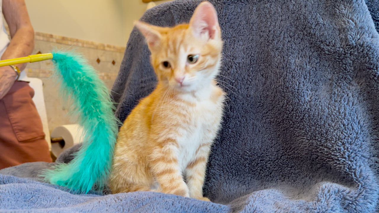 Enlarge Diego, a Adopted Domestic Short Hair in Sedona, AZ video 4/4