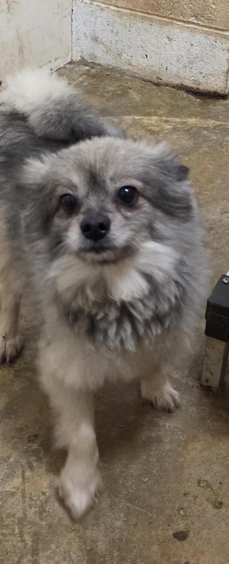 Enlarge HELO, a Adoptable Pomeranian in Chicopee, MA image 1/4