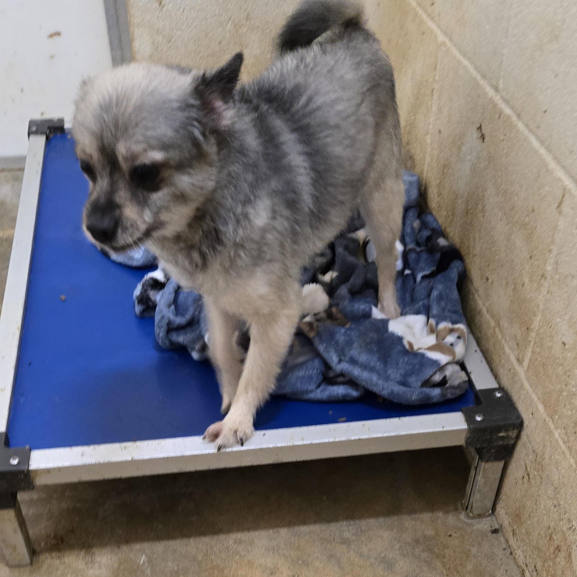 Enlarge HELO, a Adoptable Pomeranian in Chicopee, MA image 4/4