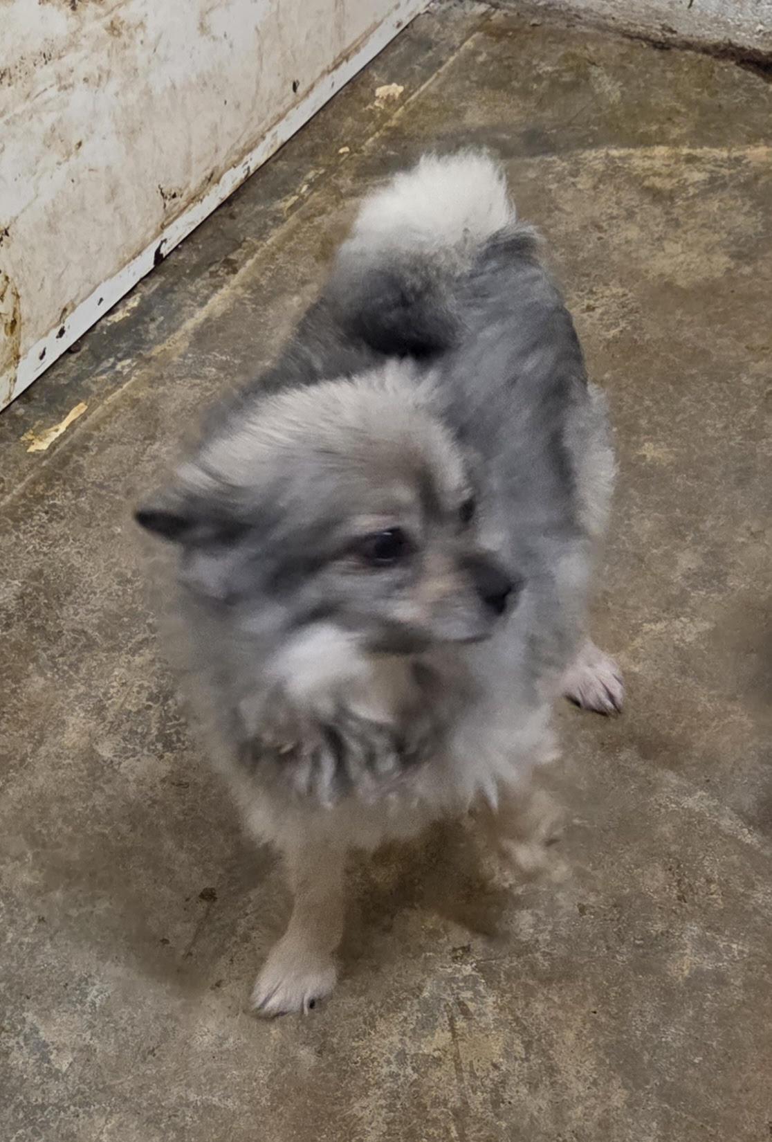 Enlarge HELO, a Adoptable Pomeranian in Chicopee, MA image 2/4