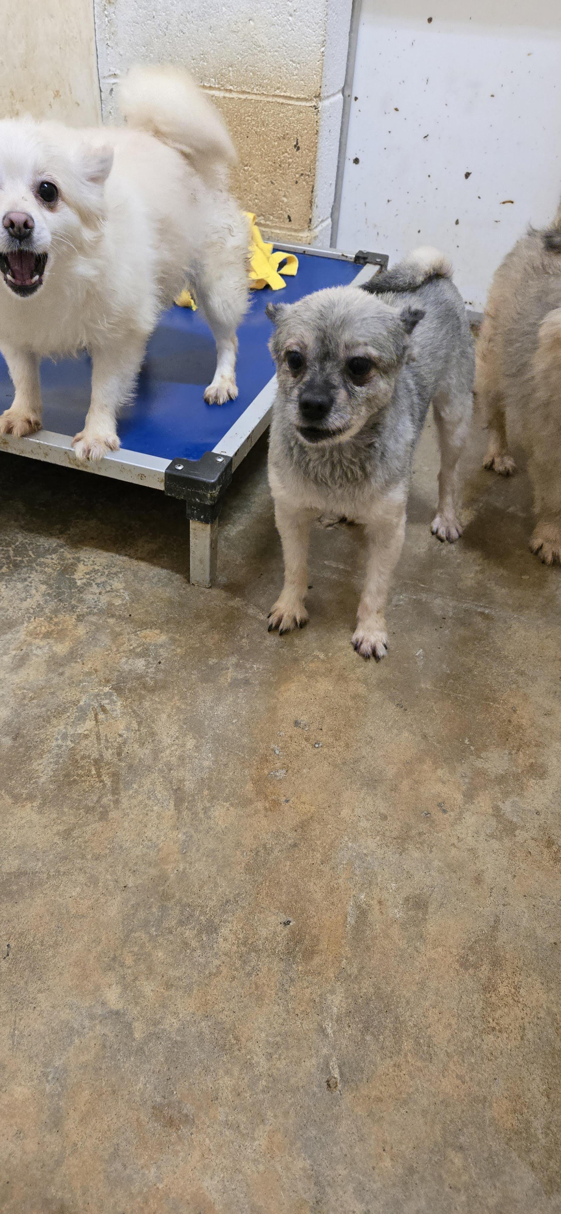 Enlarge HELO, a Adoptable Pomeranian in Chicopee, MA image 3/4