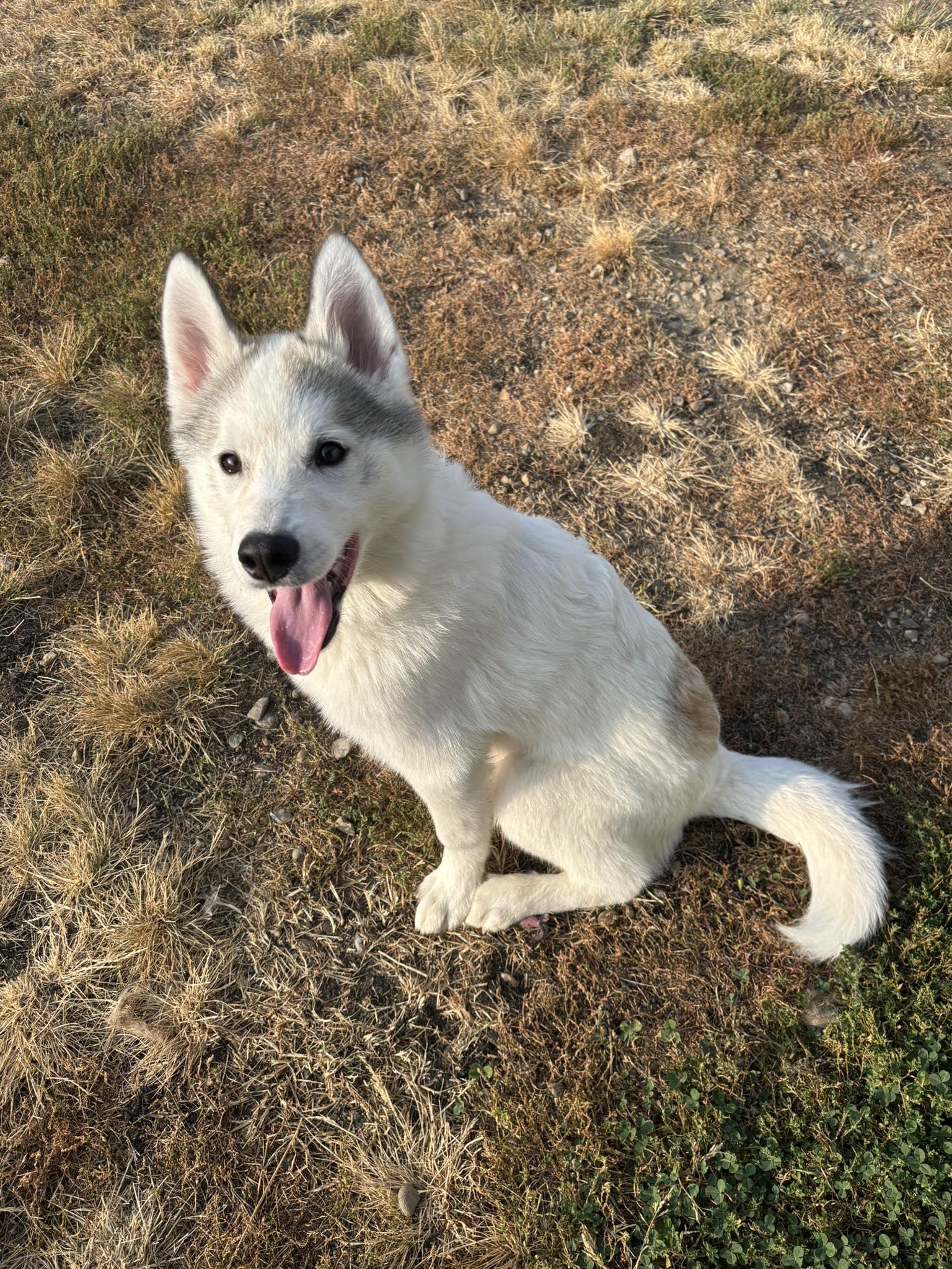 Polar