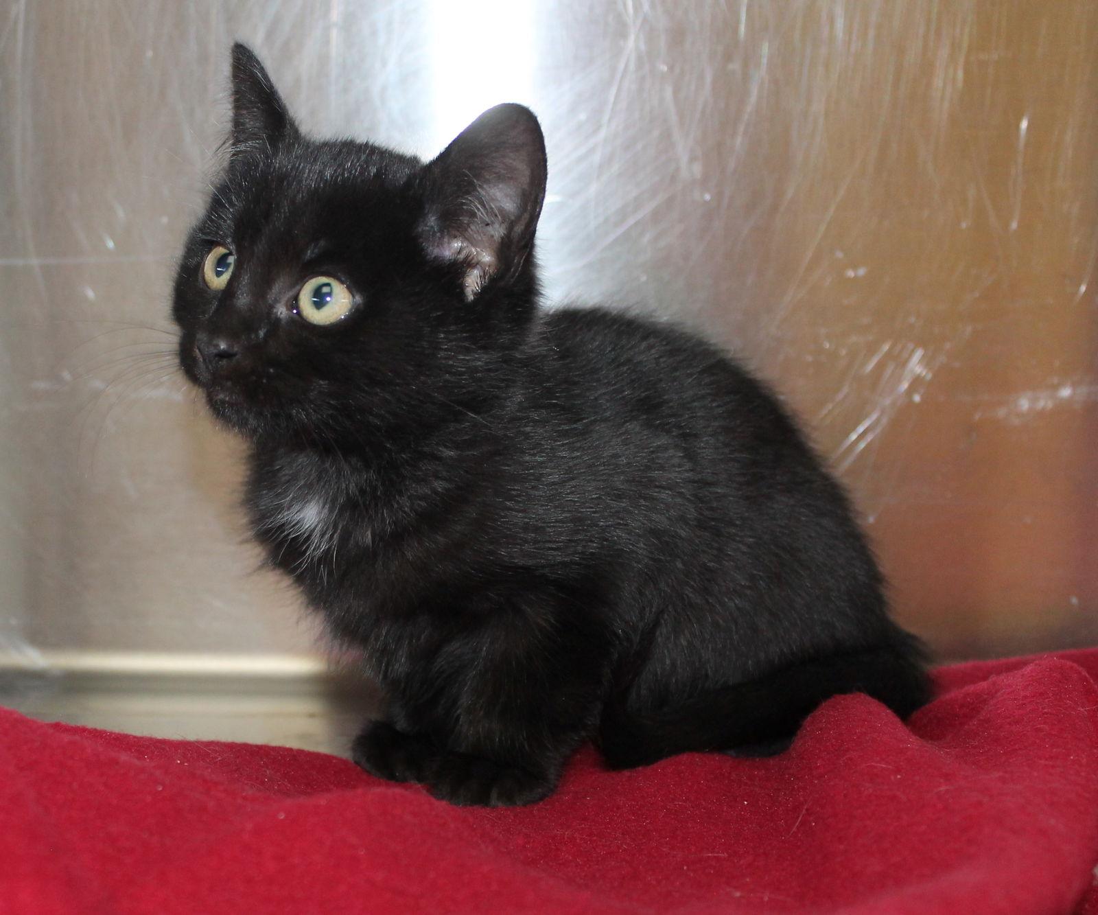 Baxter - 42749, Adoptable, Kitten Male Domestic Short Hair.