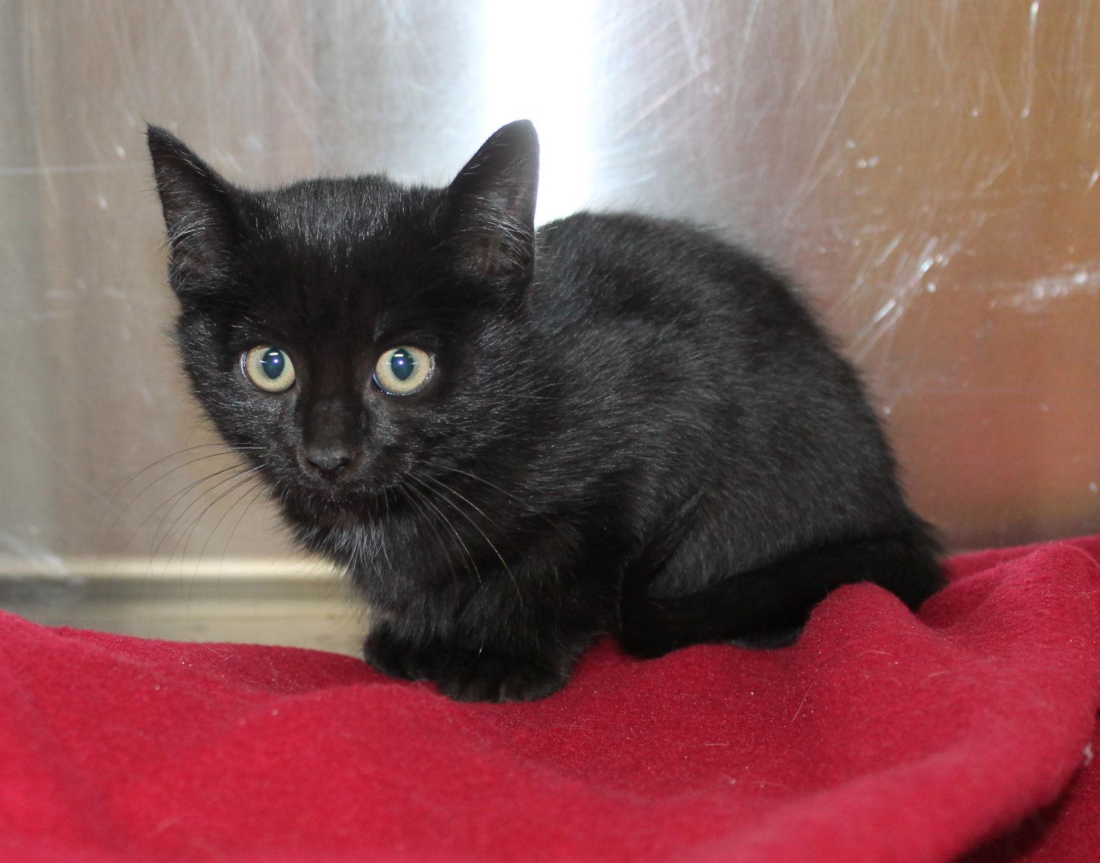 Enlarge Baxter - 42749, a Adoptable Domestic Short Hair in Prattville, AL image 2/2