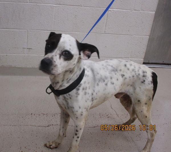 Enlarge Koah(881), a Adoptable mixed breed in Marietta, GA image 1/1
