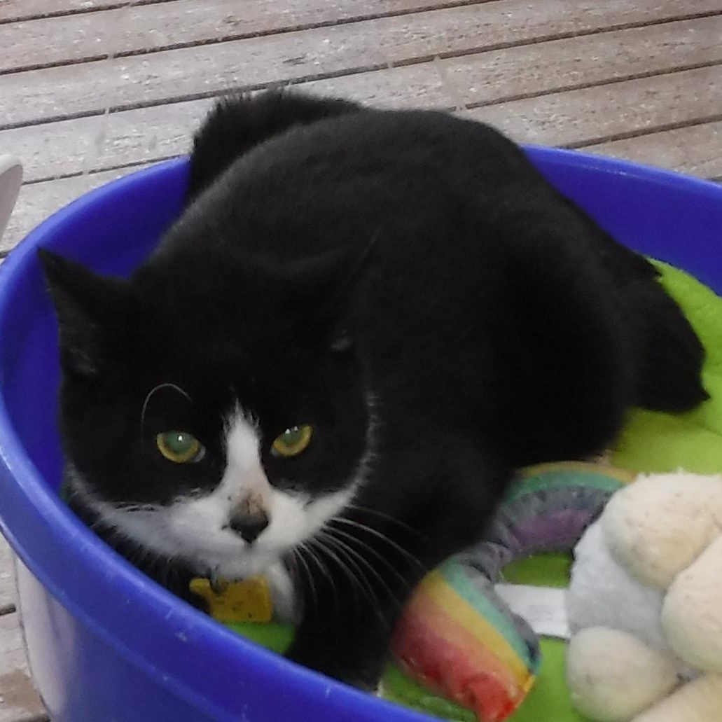 Enlarge Jules - Quiet & Sweet, a ADOPTABLE mixed breed in Hoquiam, WA image 1/5