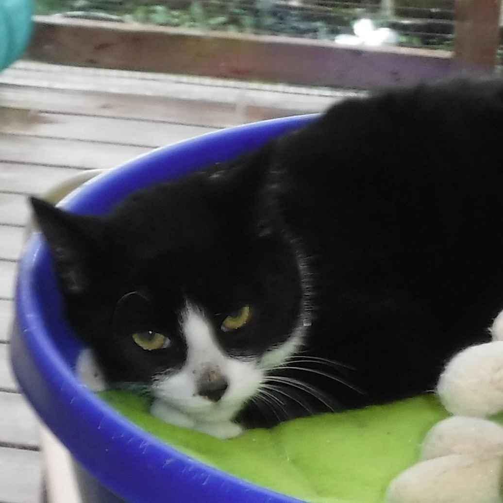 Enlarge Jules - Quiet & Sweet, a ADOPTABLE mixed breed in Hoquiam, WA image 2/5