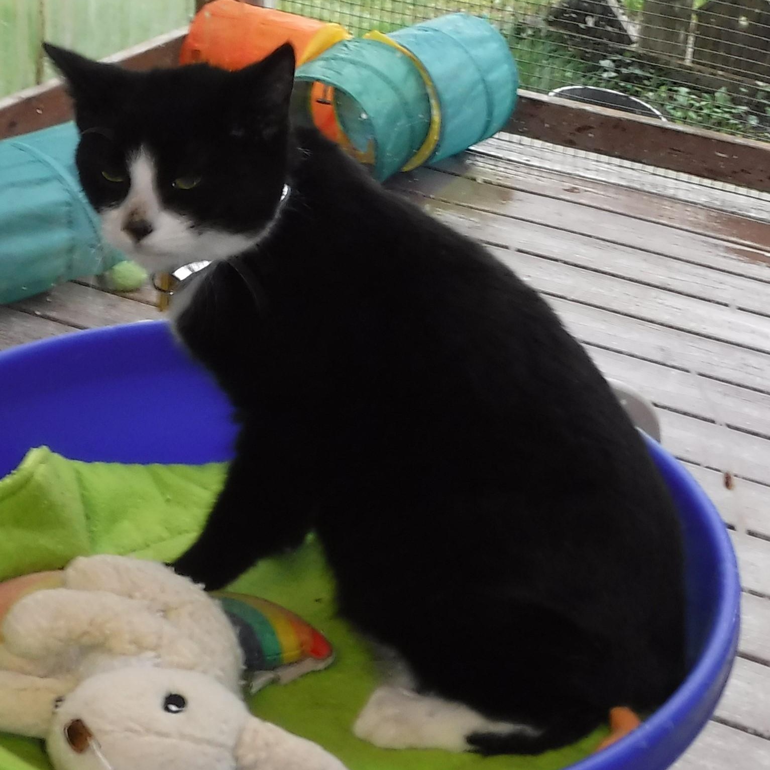 Enlarge Jules - Quiet & Sweet, a ADOPTABLE mixed breed in Hoquiam, WA image 3/5