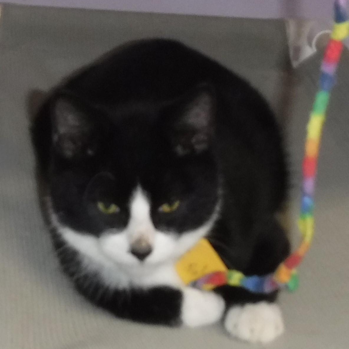 Enlarge Jules - Quiet & Sweet, a ADOPTABLE mixed breed in Hoquiam, WA image 4/5