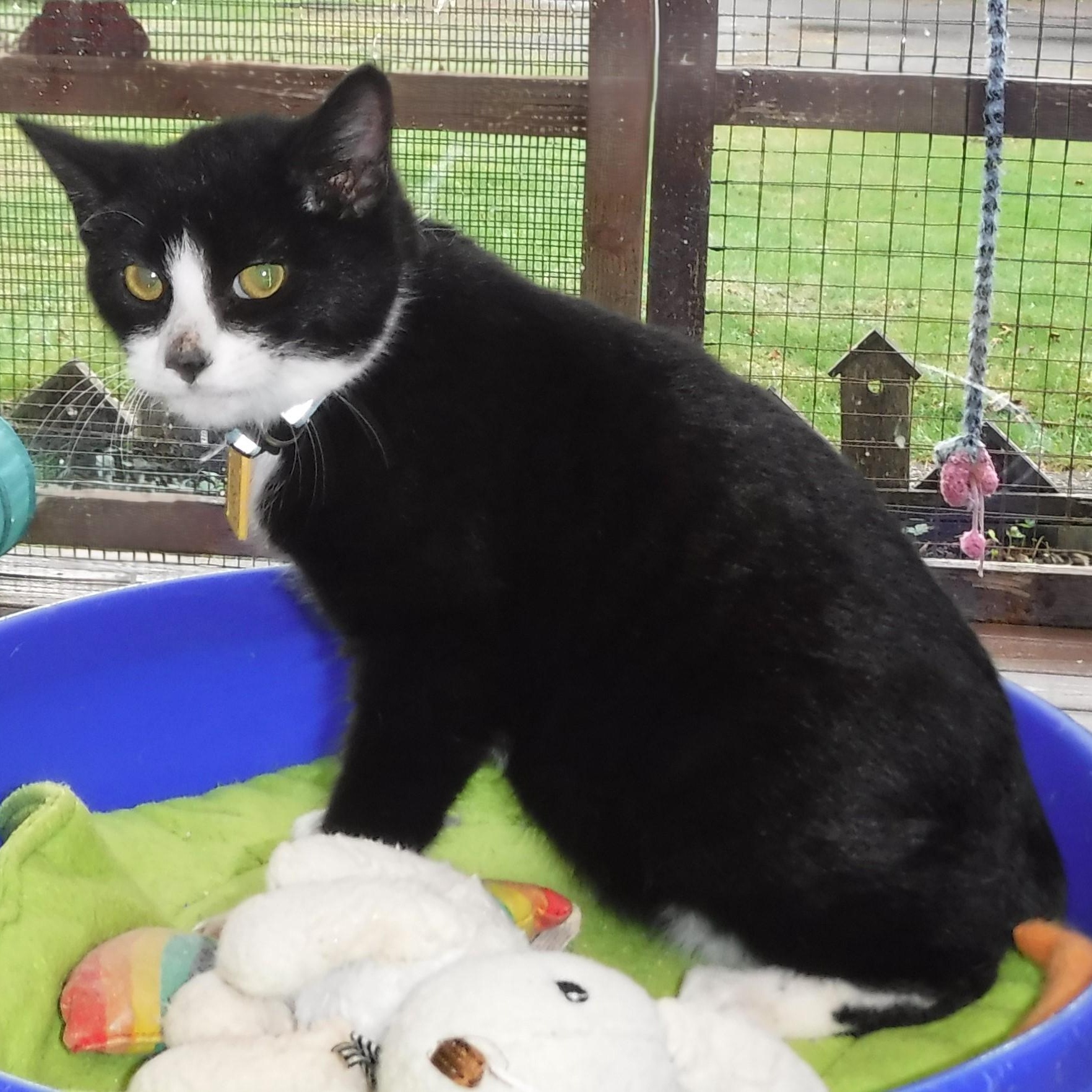 Enlarge Jules - Quiet & Sweet, a ADOPTABLE mixed breed in Hoquiam, WA image 5/5