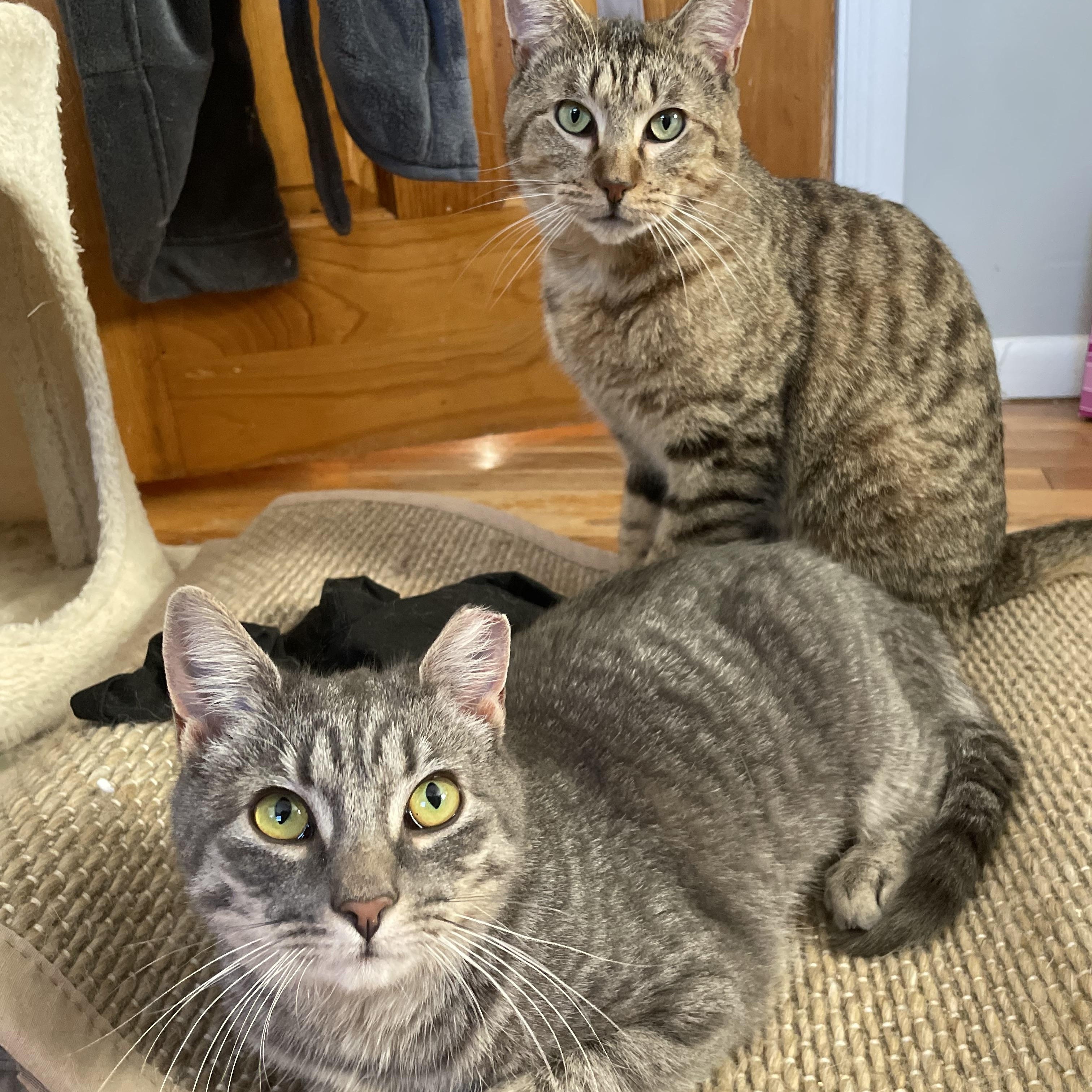 Neil & Kenni, Young Male Domestic Short Hair