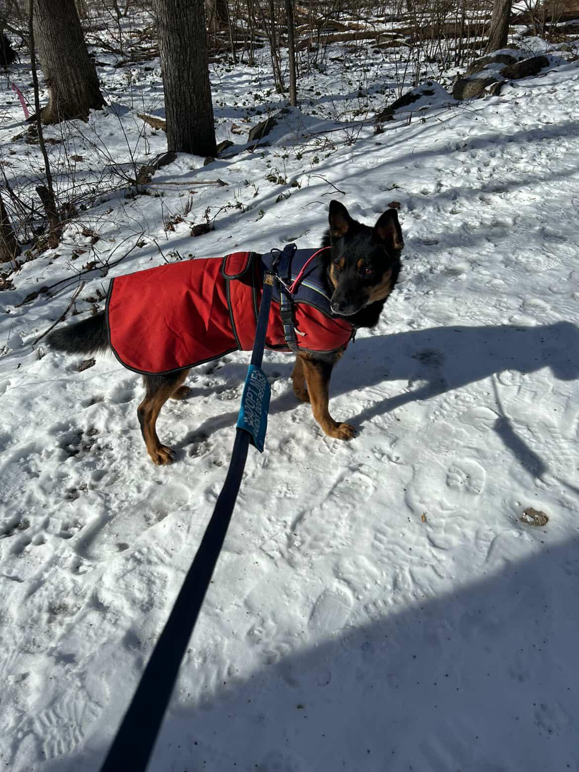 Enlarge ACORN, a ADOPTABLE mixed breed in Stamford, CT image 5/6