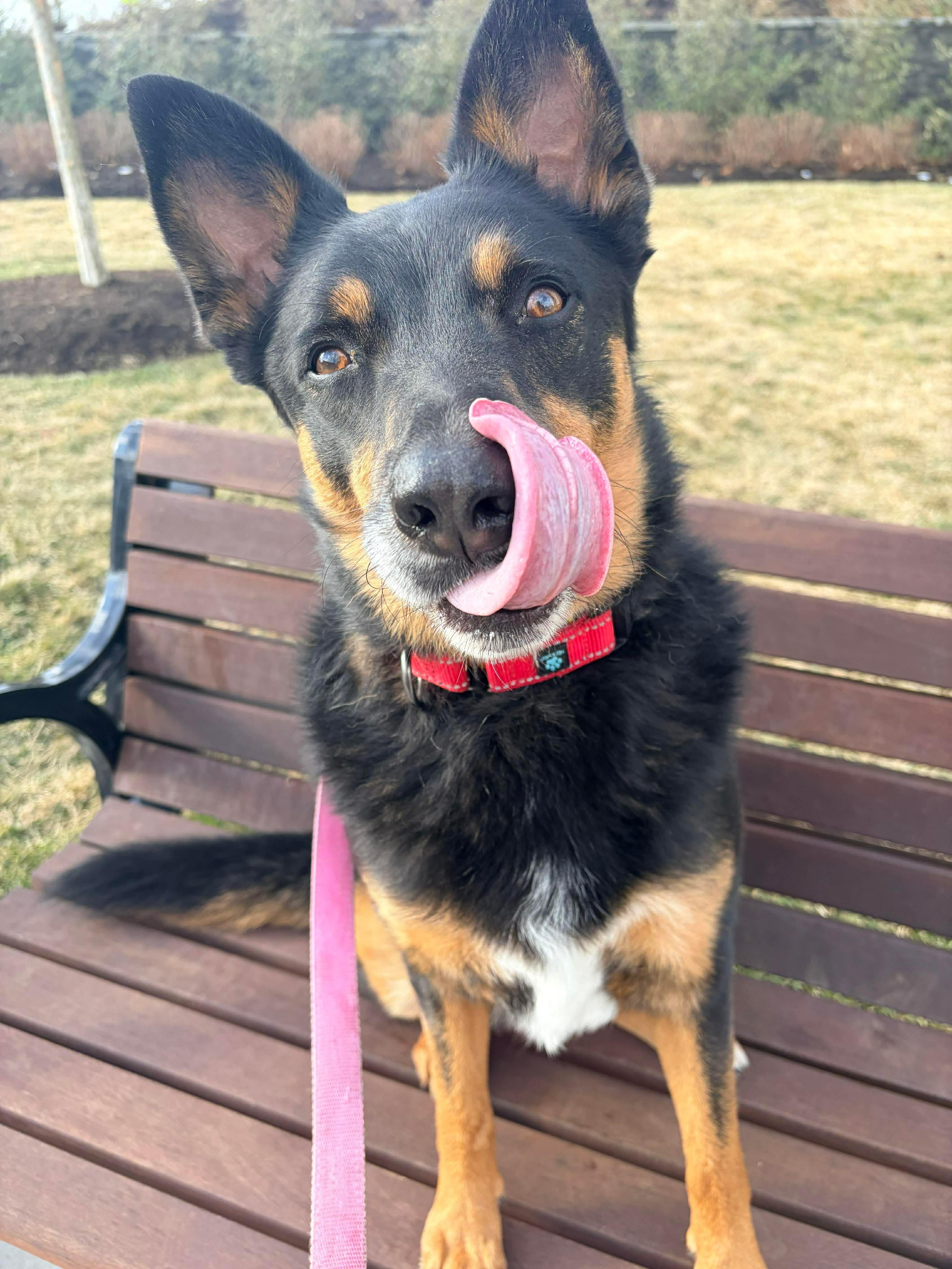 Enlarge ACORN, a ADOPTABLE mixed breed in Stamford, CT image 3/6