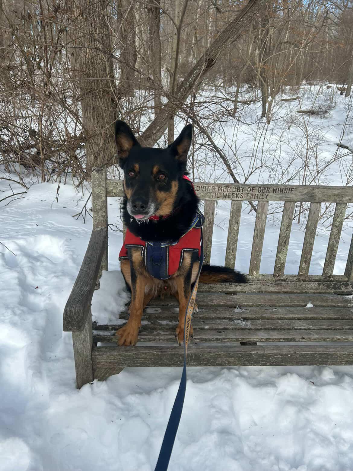 Enlarge ACORN, a ADOPTABLE mixed breed in Stamford, CT image 6/6