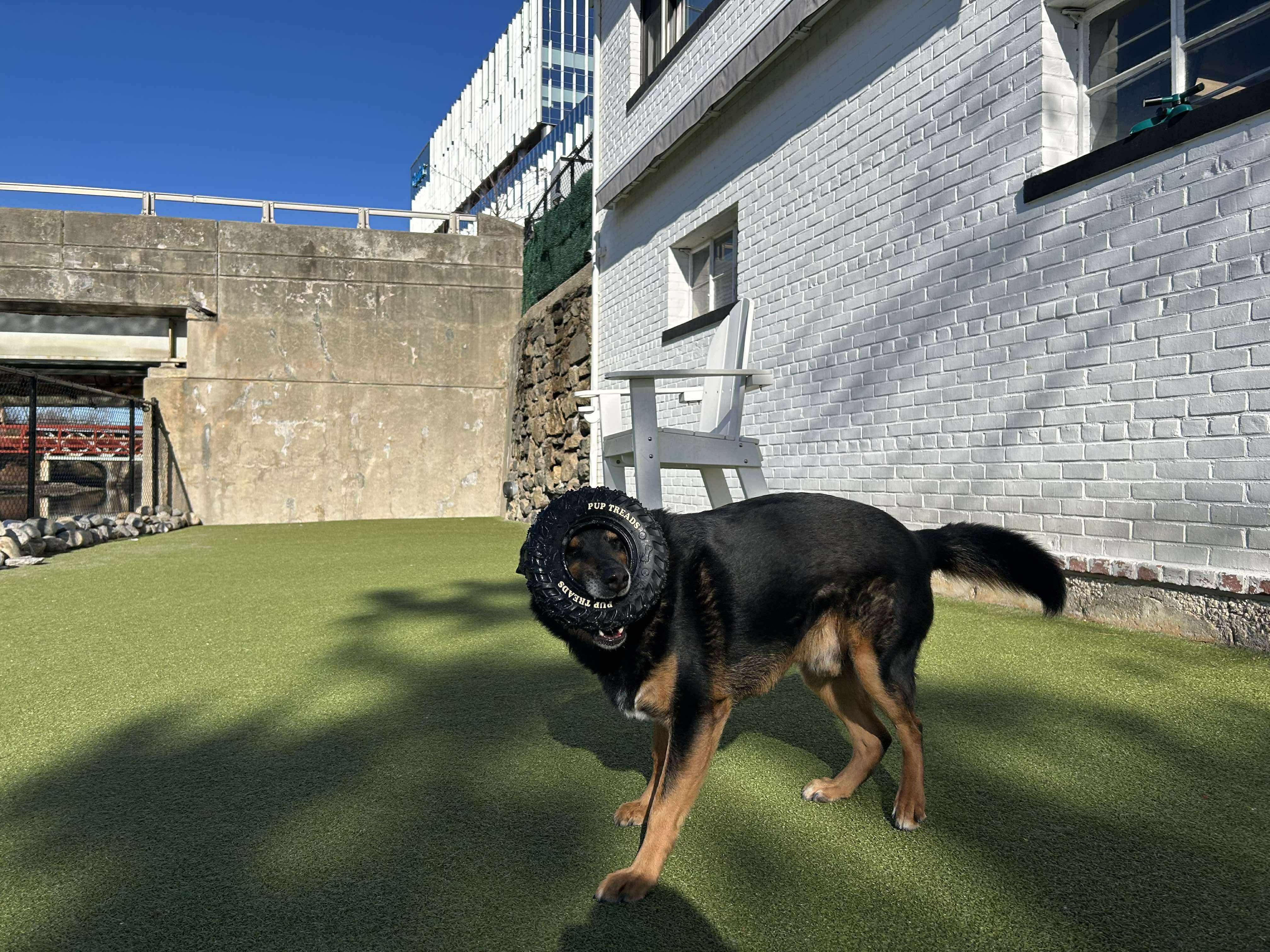 Enlarge ACORN, a ADOPTABLE mixed breed in Stamford, CT image 4/6