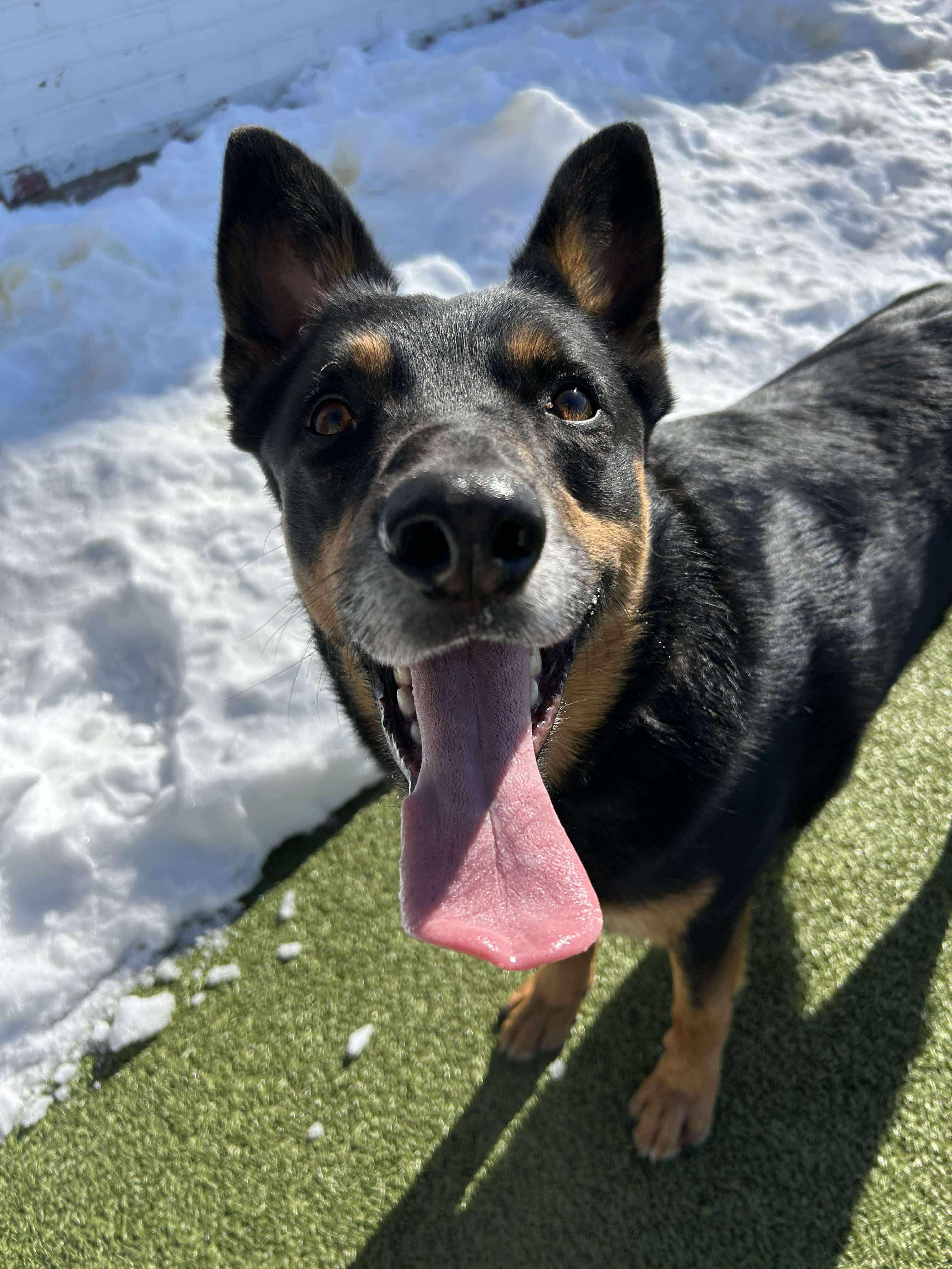 Enlarge ACORN, a ADOPTABLE mixed breed in Stamford, CT image 1/6