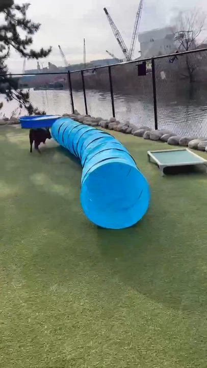 Enlarge ACORN, a ADOPTABLE mixed breed in Stamford, CT video 2/6