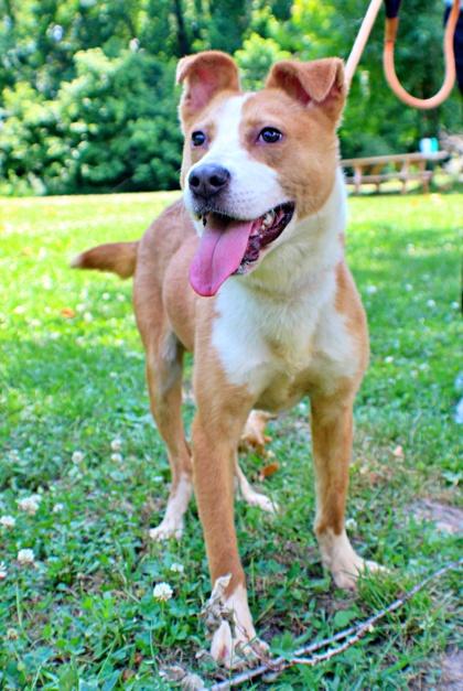 Enlarge Bongo, a Adoptable mixed breed in Morton Grove, IL image 1/2