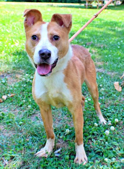 Enlarge Bongo, a Adoptable mixed breed in Morton Grove, IL image 2/2