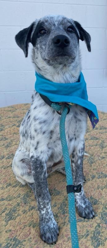 Enlarge Doug, a ADOPTABLE mixed breed in Colusa, CA image 5/5