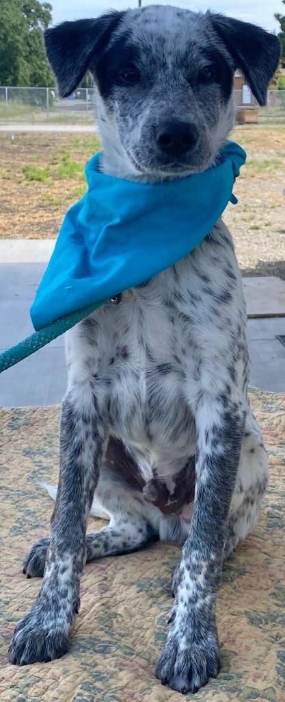 Enlarge Doug, a ADOPTABLE mixed breed in Colusa, CA image 3/5