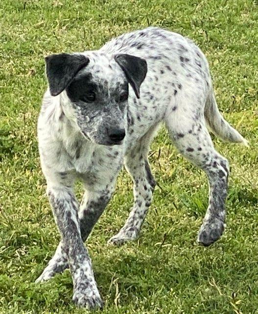 Enlarge Doug, a ADOPTABLE mixed breed in Colusa, CA image 4/5
