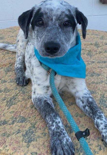 Enlarge Doug, a ADOPTABLE mixed breed in Colusa, CA image 1/5