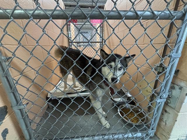 Enlarge MAYA, a Adoptable Siberian Husky in Fairfield, CA image 1/1