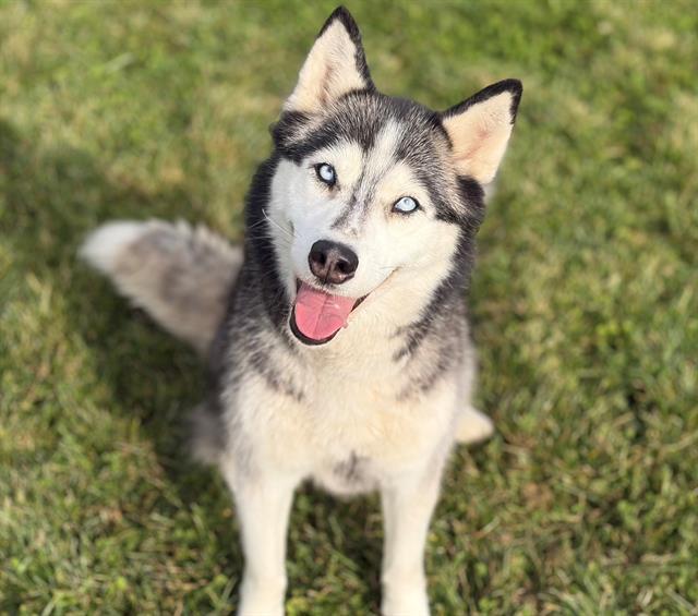 Enlarge MAYA, a Adoptable Siberian Husky in Fairfield, CA image 1/1