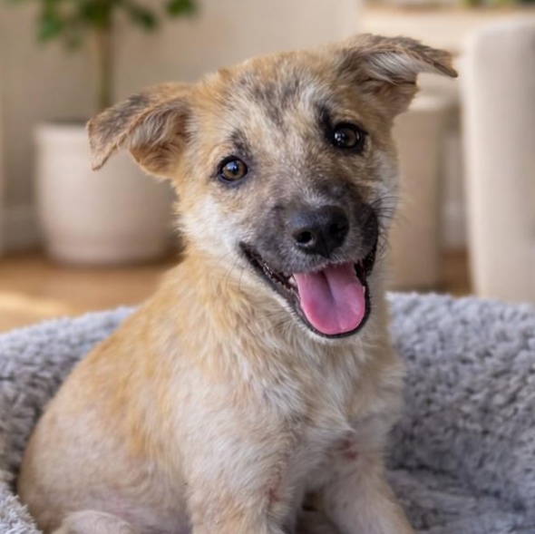 Baylee, a Adoptable mixed breed in Stamford , CT image 1/3