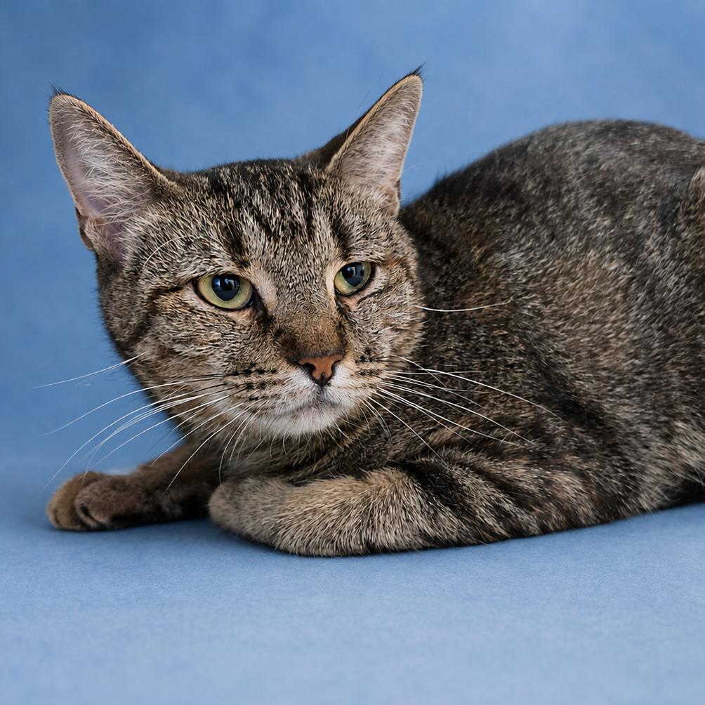 Tabitha, Adoptable, Young Female Domestic Short Hair.