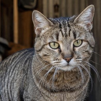 Tabitha, Adoptable, Young Female Domestic Short Hair.