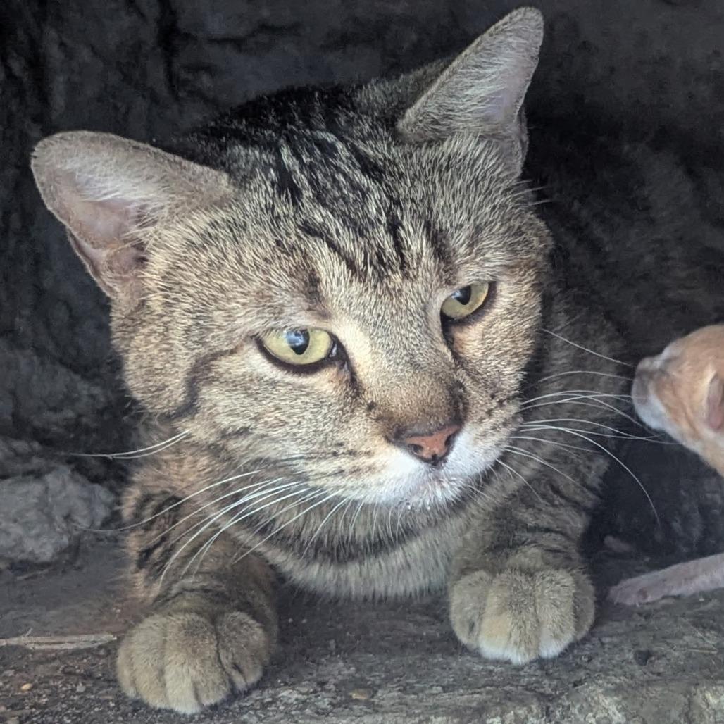 Enlarge Tabitha, a Adoptable Domestic Short Hair in Wickenburg, AZ image 2/2