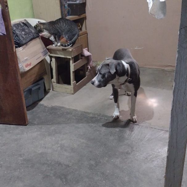 Enlarge AMIGO, a Adopted mixed breed in Puerto Peñasco, SON image 1/2