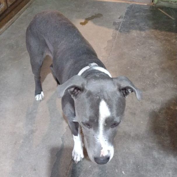 Enlarge AMIGO, a Adopted mixed breed in Puerto Peñasco, SON image 2/2