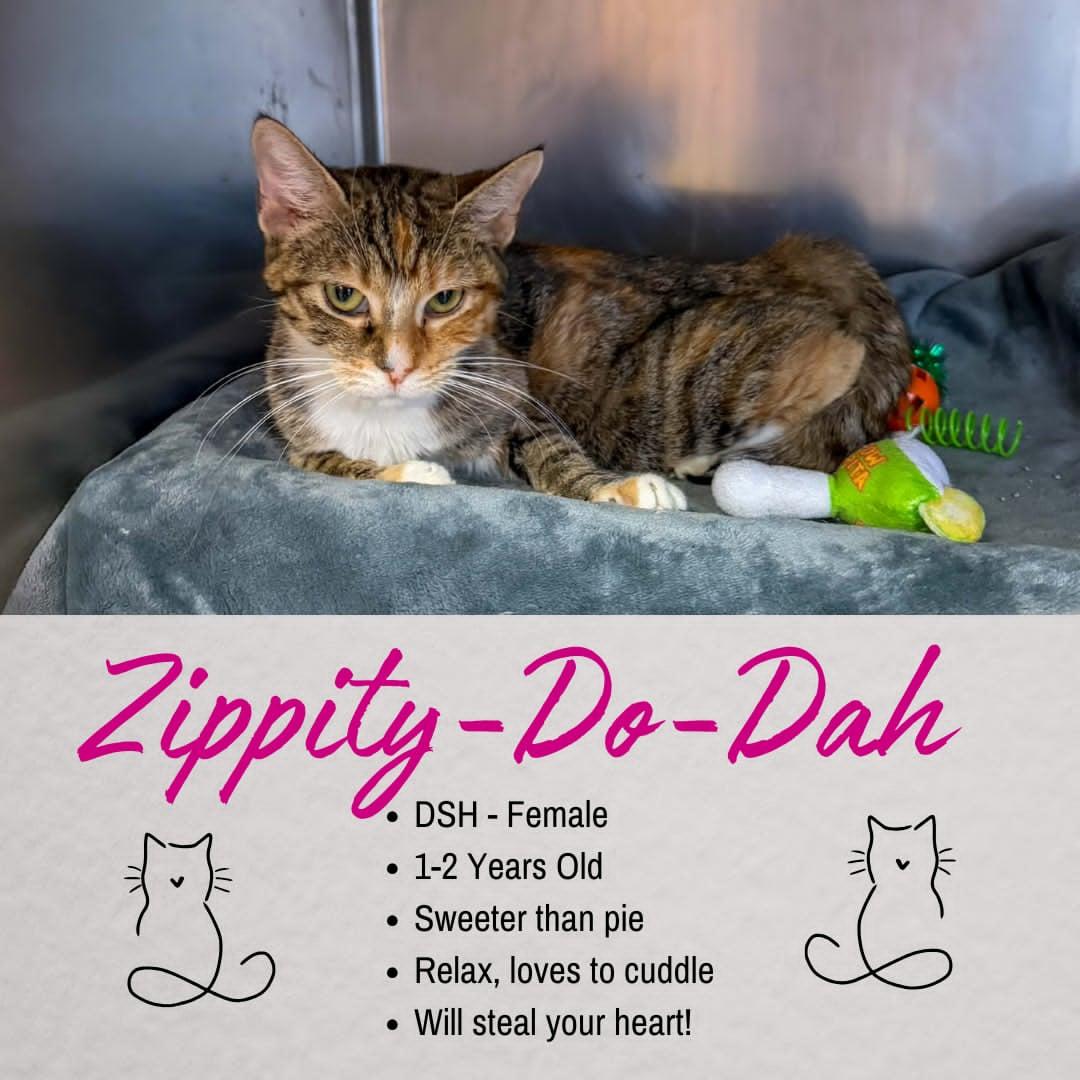 Enlarge Zippity Do Dah, an adopted Domestic Short Hair in Junction City, KS image 1/1