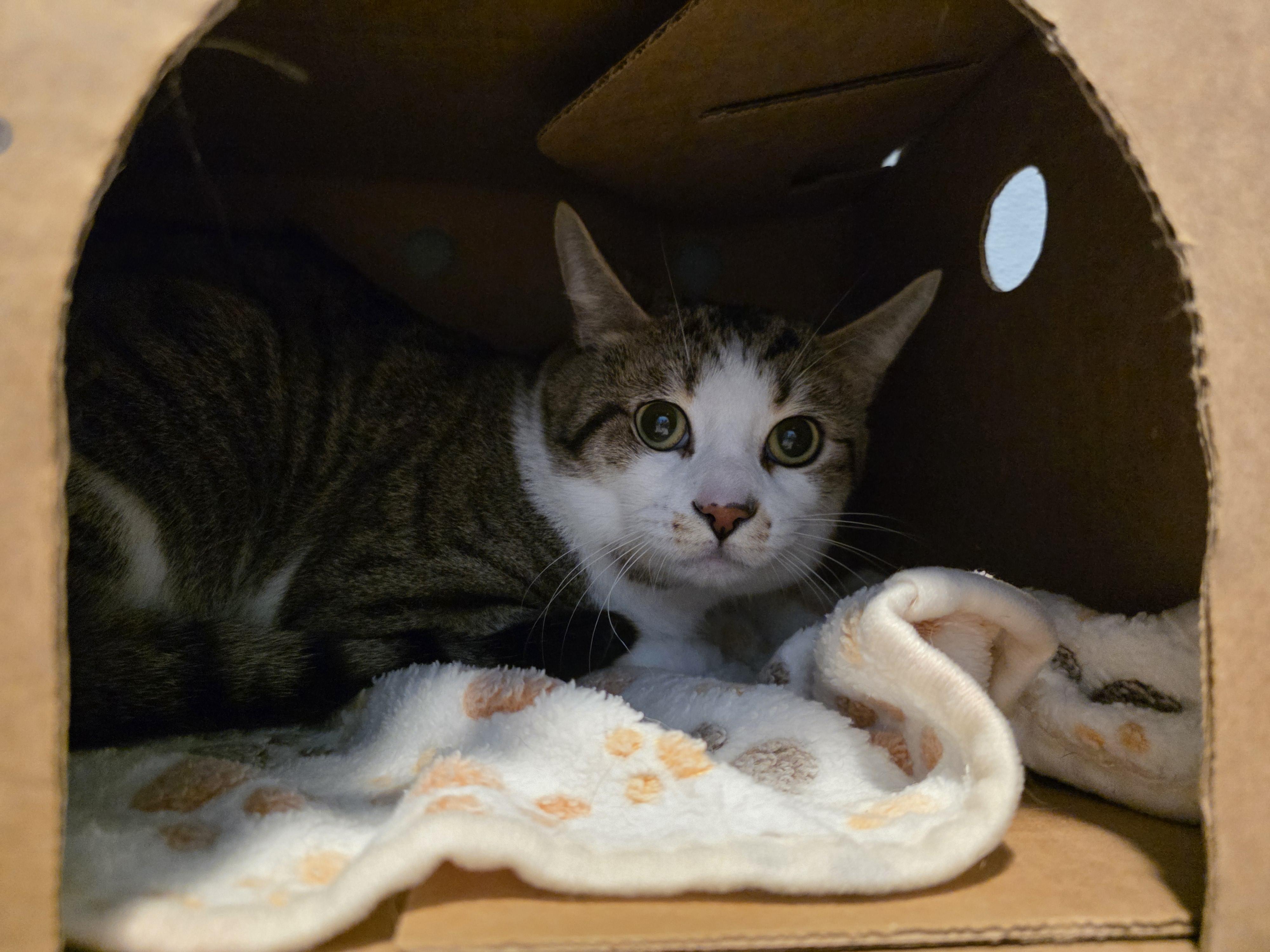 Enlarge Holmes, an adopted Domestic Short Hair in Renfrew, PA image 2/2