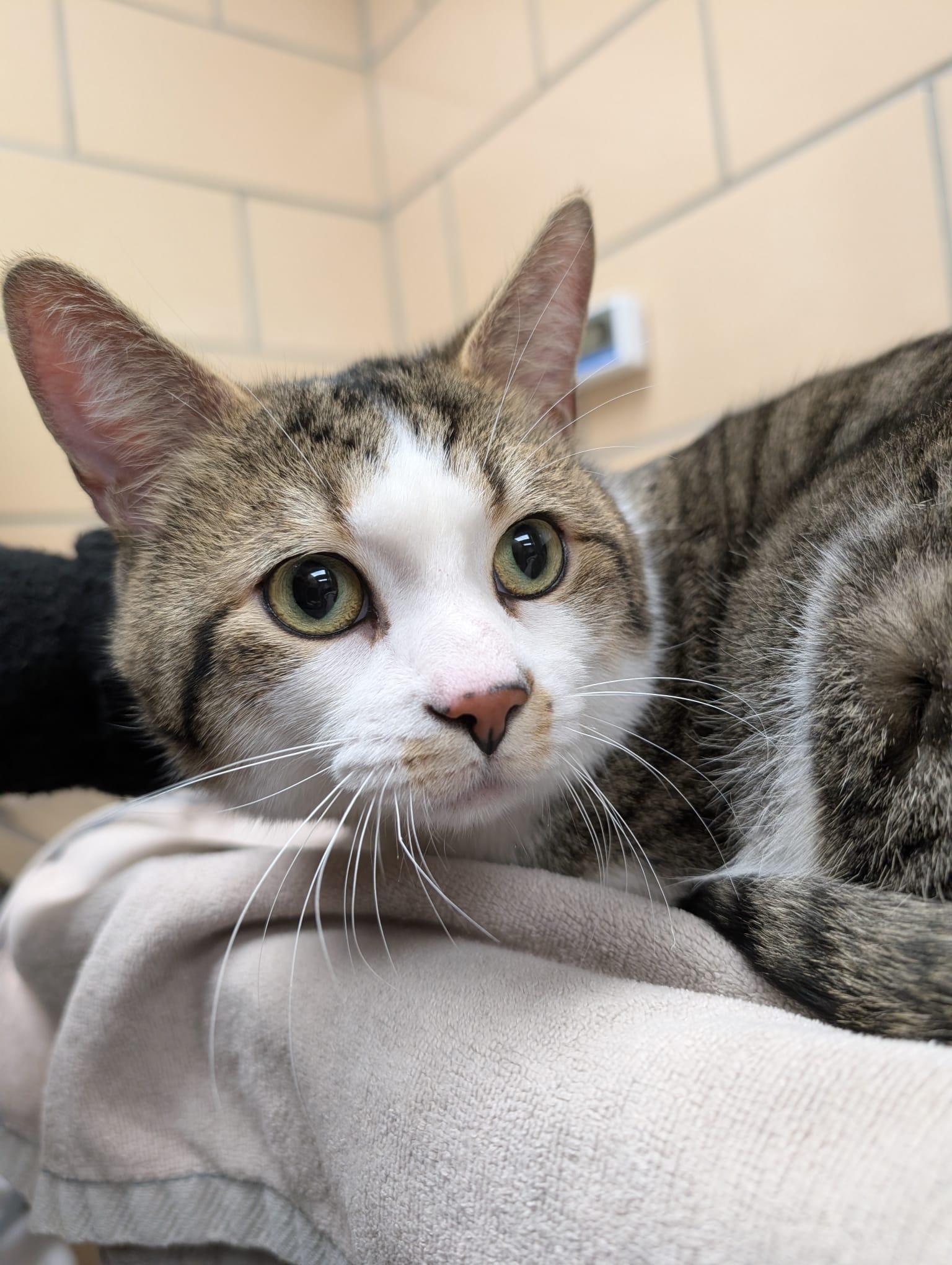 Holmes, adopted, Adult Male Domestic Short Hair.