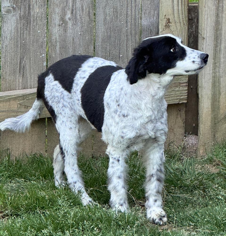 Bingo, Adoptable, Senior Female Jack Russell Terrier & Border Collie.