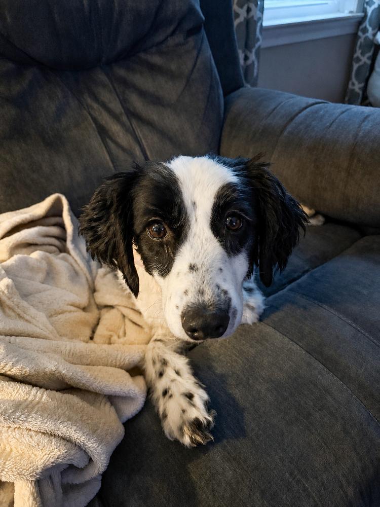 Bingo, a Adoptable mixed breed in Lancaster, PA image 2/6