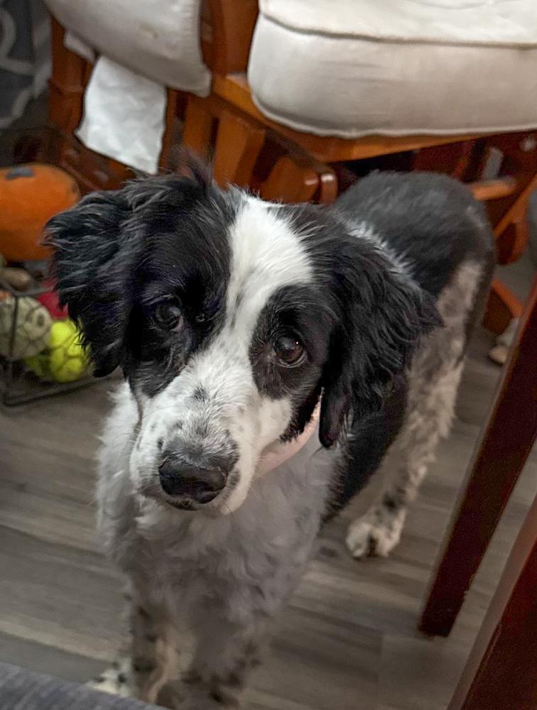 Bingo, a Adoptable mixed breed in Lancaster, PA image 3/6